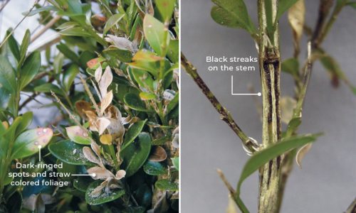 Boxwood blight: Your landscape’s health may depend on how you toss the holiday greenery