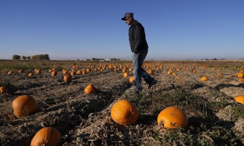 How extreme weather in the US may have affected the pumpkins you picked this year for Halloween