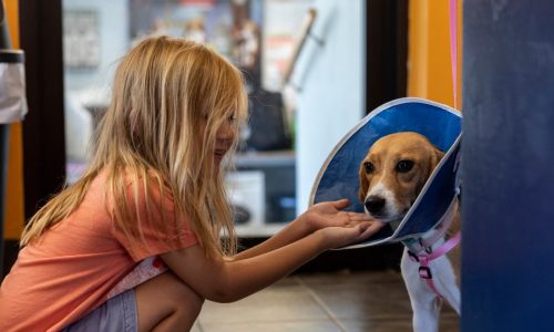 Adopting a rescue dog? Here’s what to know about pet insurance