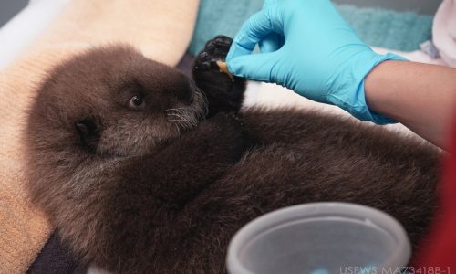 Orphaned sea otters make Minnesota Zoo their new home