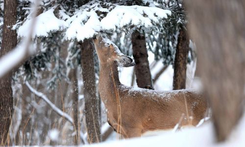 For success in Minnesota’s deer hunt, head south