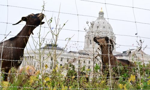 Goats and sheep grazed on a hillside on the Capitol grounds in St. Paul on Wednesday