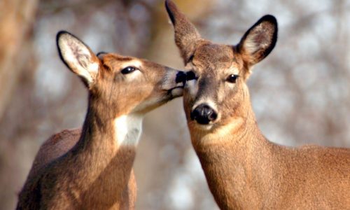 Deer charges through crowded Wisconsin restaurant