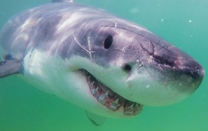 Cape Cod great white sharks will be highlighted at white shark conference in Australia