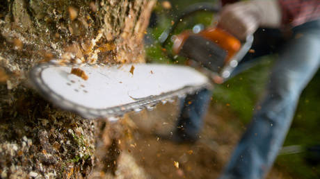 Chainsaw-wielding thieves target ancient Mediterranean olive trees – AP