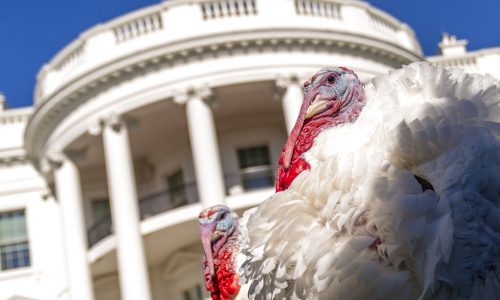 Pair of Minnesota-grown turkeys will be pardoned at White House in annual Thanksgiving tradition