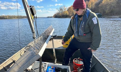 Do snitches net fishes? Scientists turn invasive carp into traitors to slow their Great Lakes push