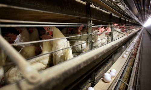 Egg giants conspired on price fixing, jury finds