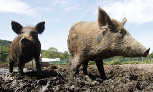 With wild ‘super pigs’ expanding their range, Minnesota readies for action