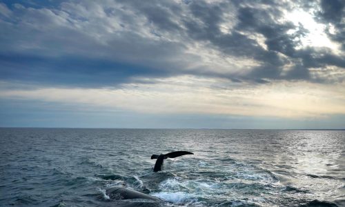 Andrew Sharpless: The source of seafood matters, given China’s vast fishing fleet and human-rights record