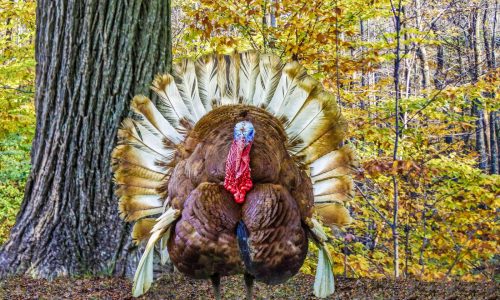 Lucas: Let’s put a turkey on Mass. state seal