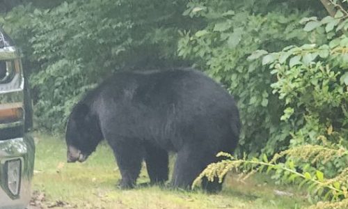 Massachusetts town warns residents of bear sighting just before trick-or-treating: ‘Take in your pumpkins and don’t leave candy out’