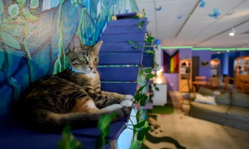 Cat-borne parasite may cause people to become more frail, new research finds