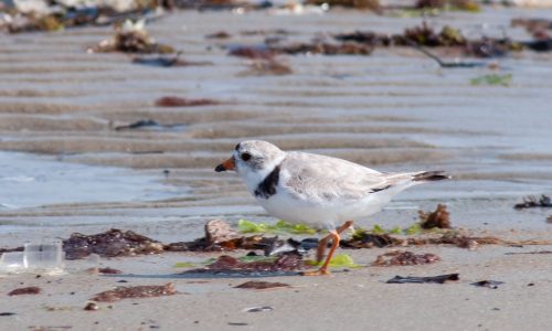 Piping plovers popping in Massachusetts: Researchers identify record year for the bird species