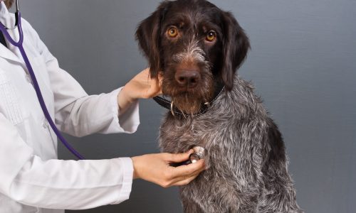 Older dog’s nose problem is treatable