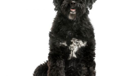 Mysterious disease affecting dogs has owner worried