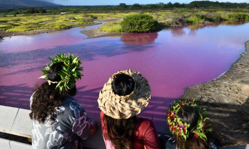 Wildlife refuge pond in Hawaii mysteriously turns bright pink. Drought may be to blame.