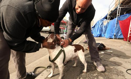 No shots for Spot? Study finds owners’ vaccine hesitancy can extend to pet dogs