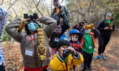 A beginner’s guide to birdwatching