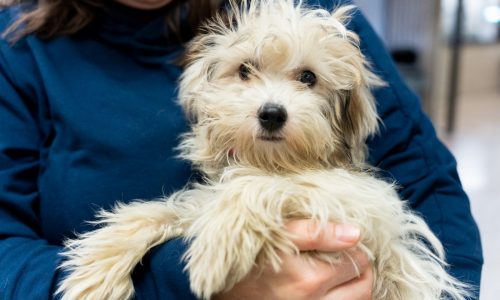 Three of the dogs seized from an Andover rescue now up for adoption