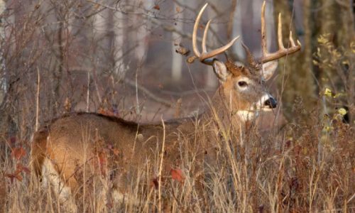 Wisconsin’s split personality with deer: more south, fewer north