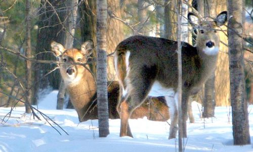 Minnesota opening weekend deer harvest down 13% from 2022