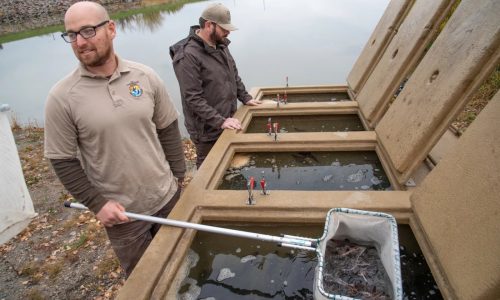 Sturgeon stocking in Red Lake River marks new phase in recovery efforts