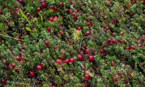 Here’s why cranberries are more than just a Thanksgiving side dish