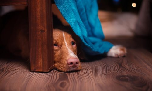 Mystery illness in dogs spreads across US
