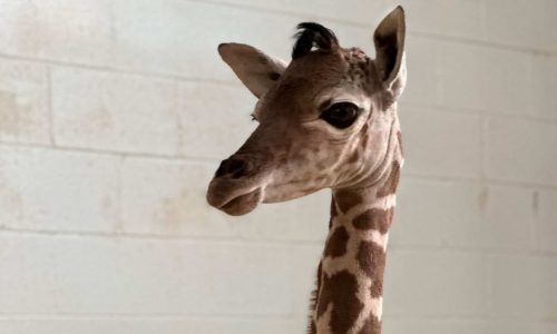 St. Paul’s Como Zoo welcomes latest baby giraffe