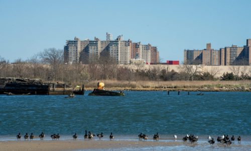 The Quest to Clean Up Coney Island Creek, Part 2: Long Road to Superfund Status