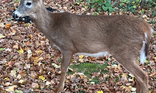 Sunday hunting in Massachusetts under consideration…again