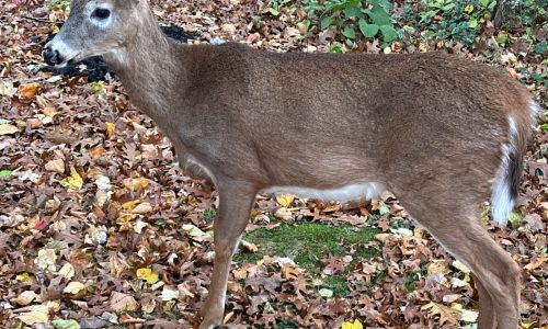 It’s peak season for deer crashes in Massachusetts: Where were the most deer collisions last fall?