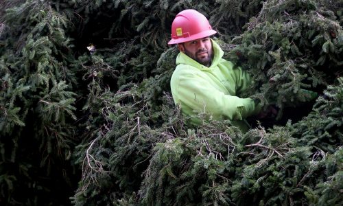 The official Christmas tree arrives