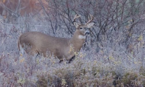 An expanded deer hunt is coming to a Massachusetts park where the deer population has jumped