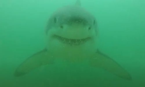 A shark barrier along Cape Cod was reportedly successful in deterring great white sharks