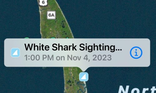 Cape Cod surfers have close call with 10-foot great white shark: ‘The shark circled behind me very aggressive and agitated’