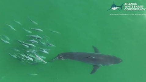 Shark chased off by seals along Cape Cod, school of bluefish spotted rubbing up against a shark