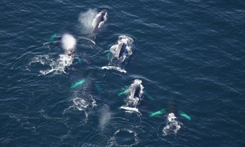 New England Aquarium researchers report lots of whale activity off Maine coast