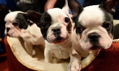 Man accused of stealing, holding French bulldogs for ransom