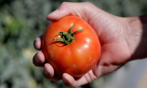 Woodward: Florida’s tomato fight could hike grocery bills