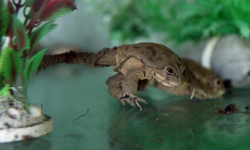 Endangered species list grows by 2,000. Climate change is part of the problem