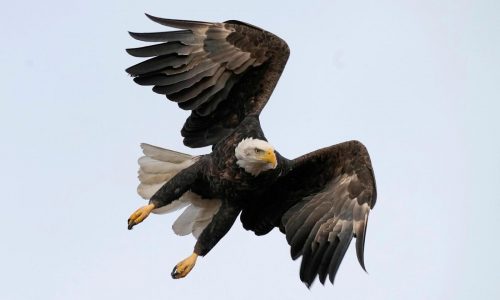 Men charged with illegal killing of 3,600 birds, including bald and golden eagles to sell