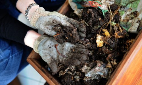 A way with worms: What to know about vermicomposting