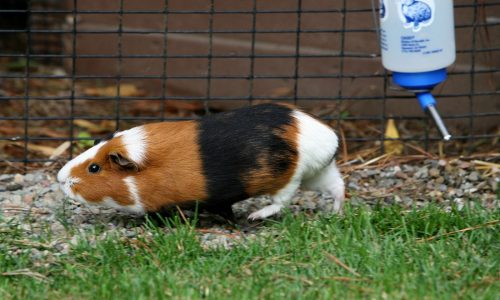 Boston City Council looks to ban the sale of guinea pigs at pet shops