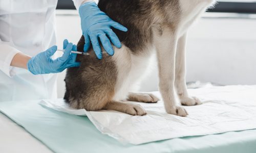 Proper treatment can help dog’s rare condition