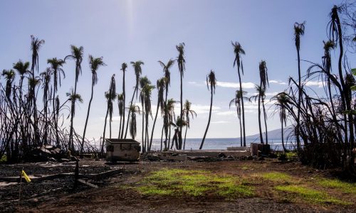 Minnesota native starts nonprofit for Maui wildfire victims
