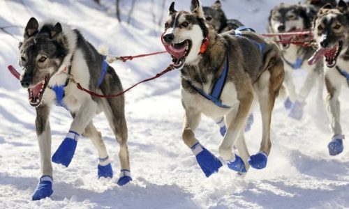 As mushers wait for snow, organizers consider postponing Beargrease sled dog race