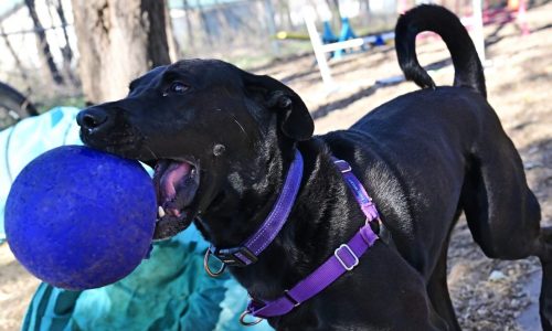 Diesel still needs a home, and other pets from December’s Morning Report