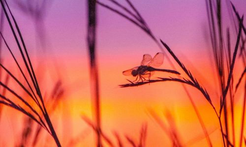 Big Stone County photographer captures image for 2024 state park permit sticker